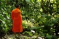 /album/earth/forest-walk-jpg/
